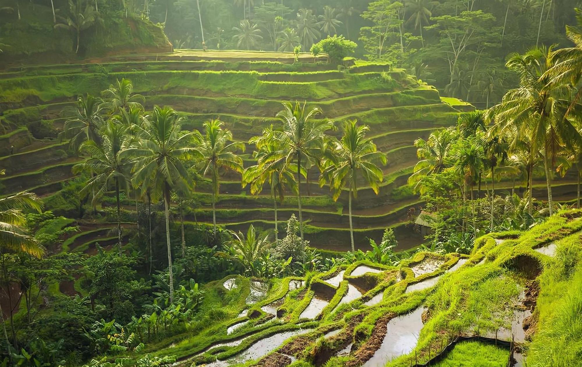 Royal Jj Ubud Resort & Spa מראה חיצוני תמונה